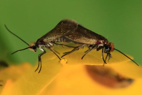 Micropterix calthella